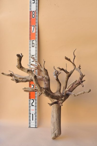 画像2: 流木根・中型