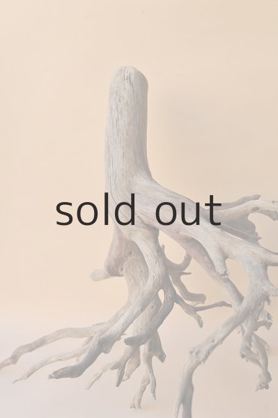 画像5: 流木根・中型 (5)