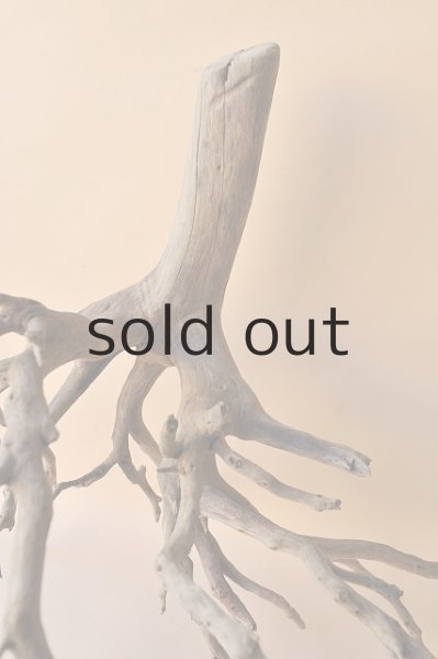 画像3: 流木根・中型 (3)