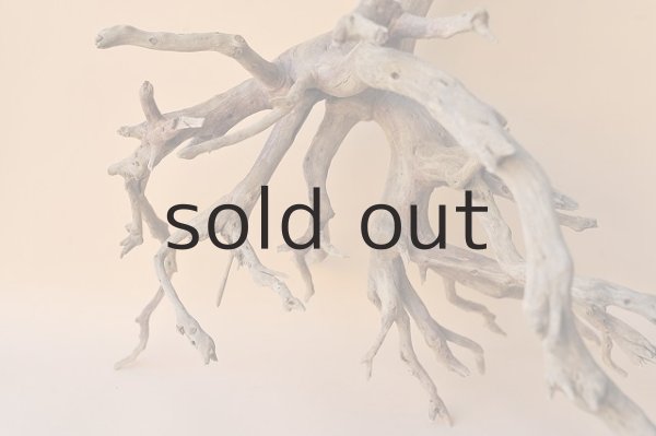 画像2: 流木根・中型 (2)