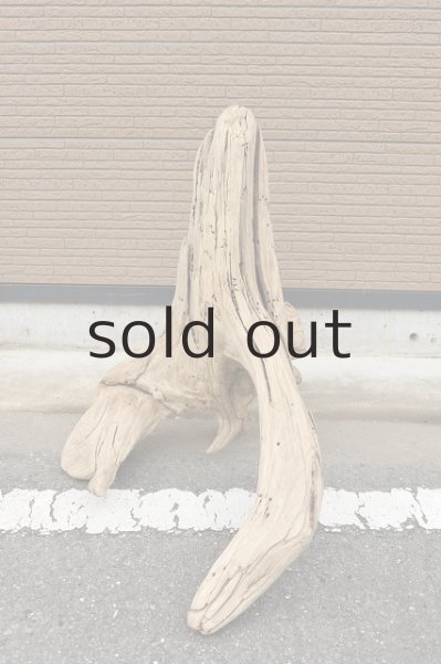 画像5: 大型 根 (5)