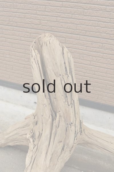 画像2: 大型 根 (2)