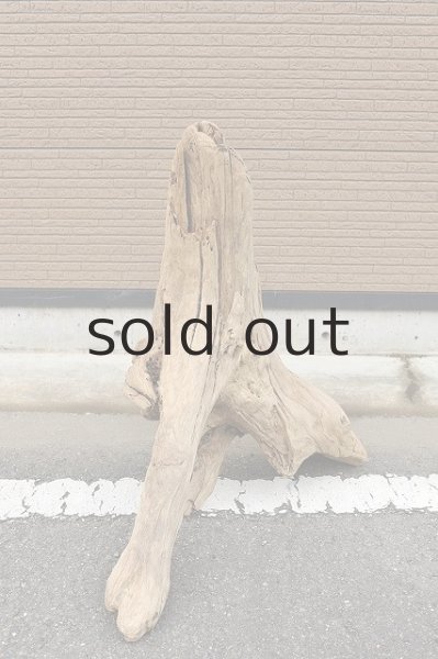 画像4: 大型 根 (4)