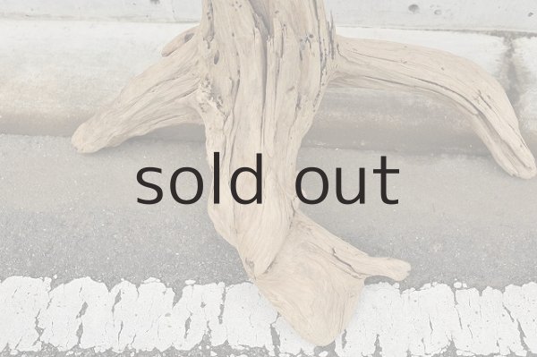 画像3: 大型 根 (3)