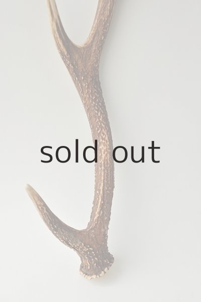 画像2: デコール用二ホンジカの角 (2)