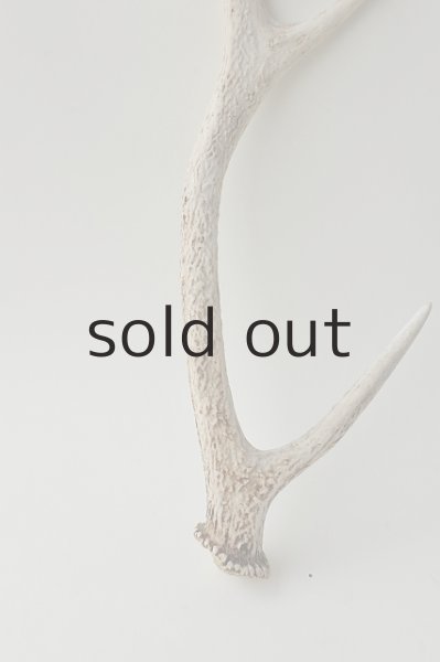 画像2: デコール用二ホンジカの角 (2)