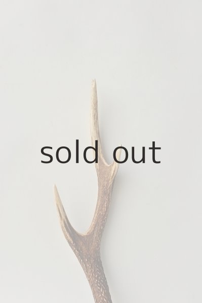 画像3: デコール用二ホンジカの角 (3)