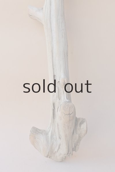 画像2: 幹流木 (2)