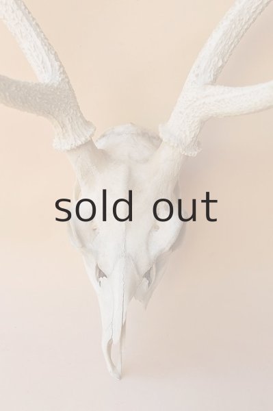 画像2: デコール用二ホンジカの角（ヘッド付） (2)