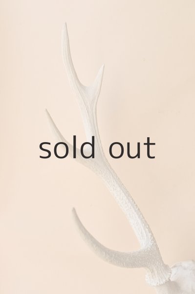 画像3: デコール用二ホンジカの角（ヘッド付） (3)