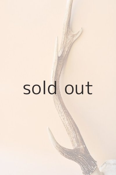 画像3: デコール用二ホンジカの角（ヘッド付） (3)