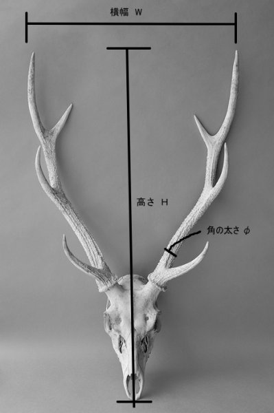 画像4: デコール用二ホンジカの角(ヘッド付) (4)