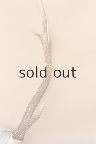 画像4: デコール用二ホンジカの角（ヘッド付） (4)