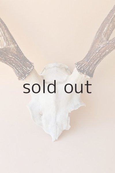 画像2: デコール用二ホンジカの角（ヘッド付） (2)