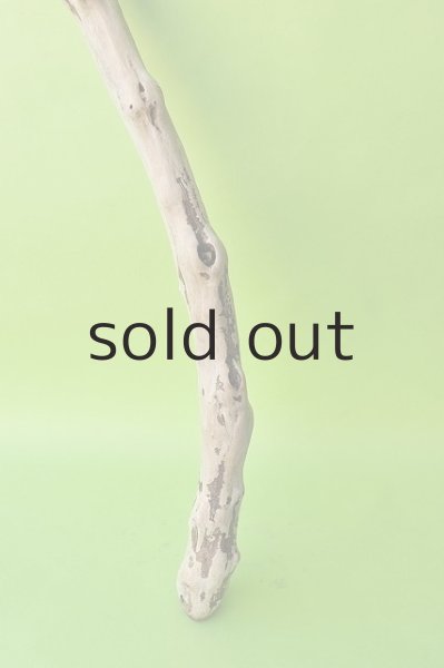 画像2: 幹流木 (2)