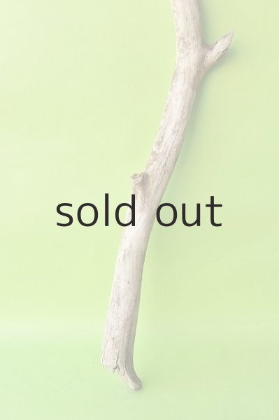 画像2: 幹流木 (2)