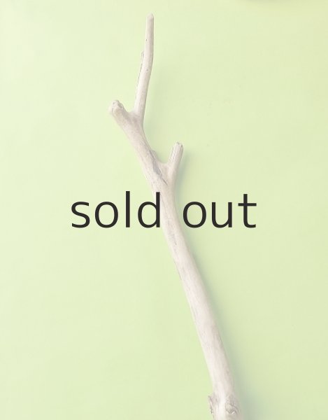 画像4: 幹流木 (4)