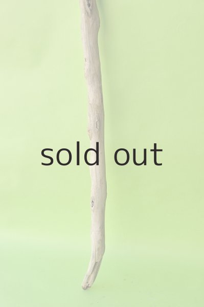 画像2: 幹流木 (2)