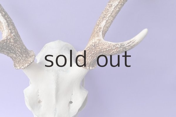 画像3: デコール用二ホンジカの角(ヘッド付) (3)