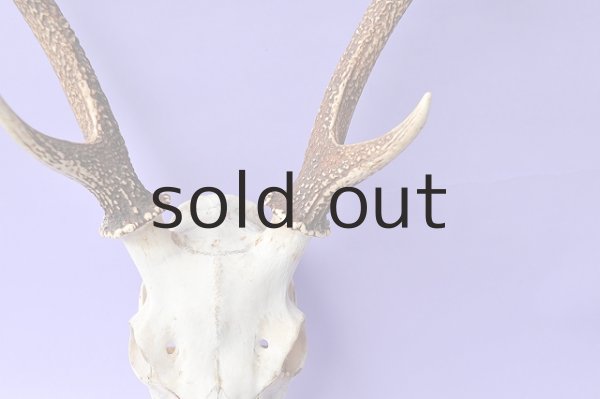 画像3: デコール用二ホンジカの角(ヘッド付) (3)