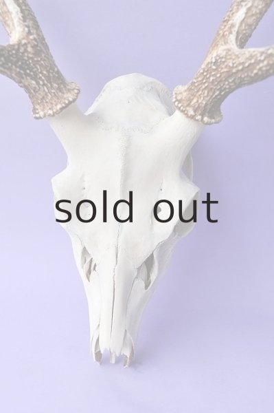 画像2: デコール用二ホンジカの角(ヘッド付) (2)