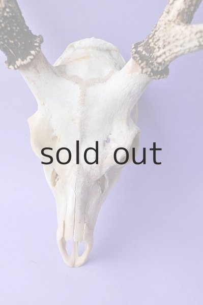 画像2: デコール用二ホンジカの角(ヘッド付) (2)