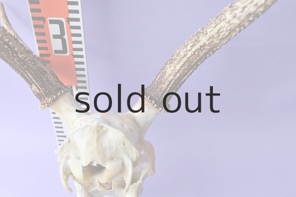 画像3: デコール用二ホンジカの角(ヘッド付) (3)