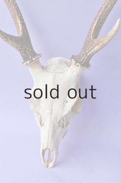 画像2: デコール用二ホンジカの角(ヘッド付) (2)