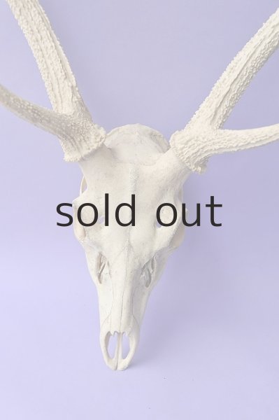 画像2: デコール用二ホンジカの角(ヘッド付) (2)