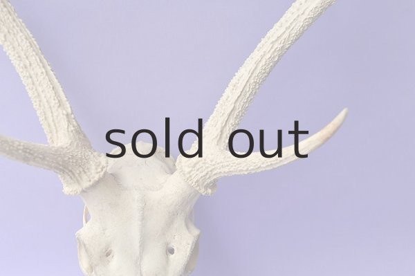 画像3: デコール用二ホンジカの角(ヘッド付) (3)