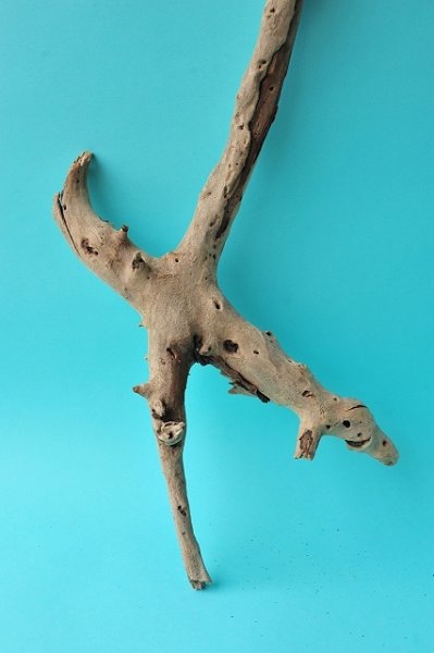 画像2: 流木根 (2)