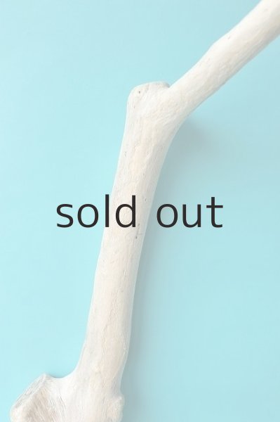 画像3: 幹流木 (3)