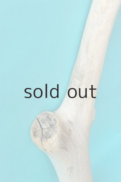 画像4: 幹流木 (4)