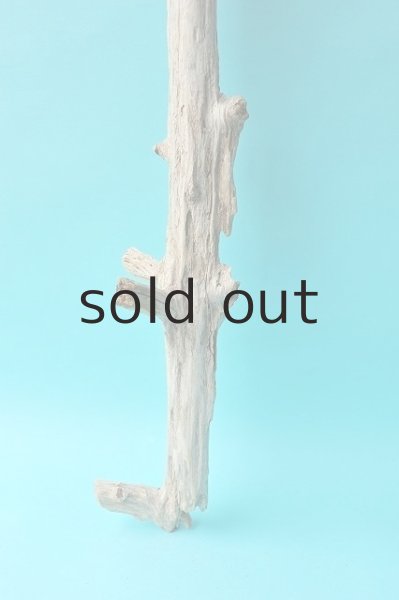 画像2: 小枝流木 (2)