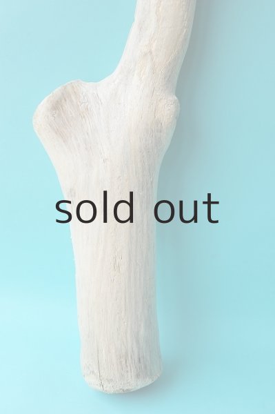 画像2: 幹流木 (2)