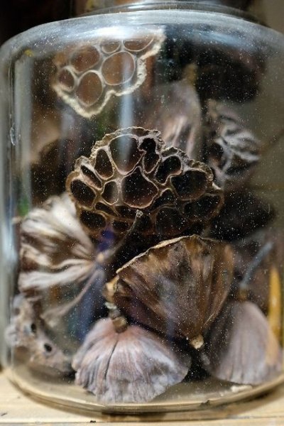 画像3: Dry plants for decor デコール用乾燥花托(蓮)【10個セット】*outlet* (3)