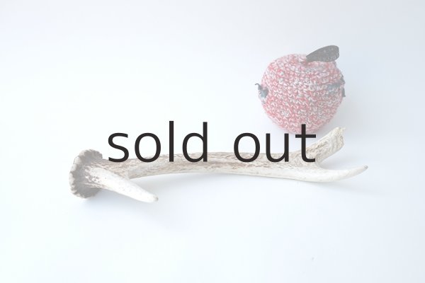 画像2: デコール用二ホンジカの角 (2)