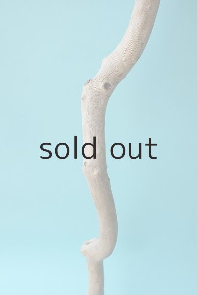 画像3: 枝流木 (3)