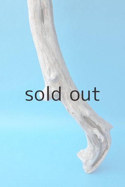 画像2: 大型　根 (2)