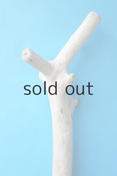 画像5: 大型　幹 (5)