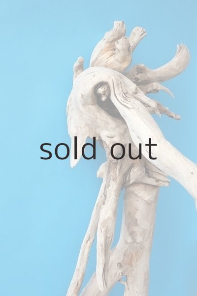 画像4: 大型　根 (4)