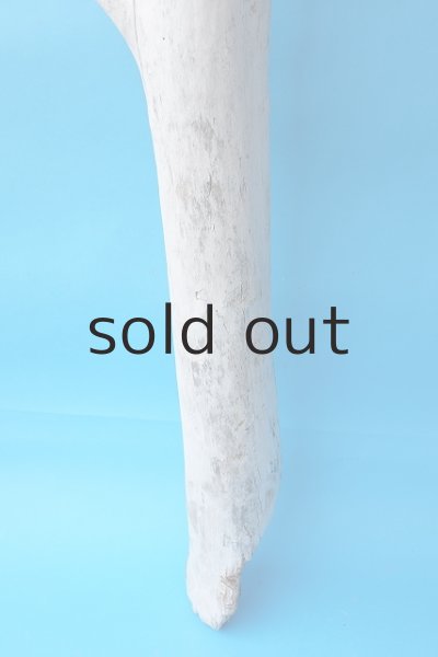 画像2: 大型　幹 (2)