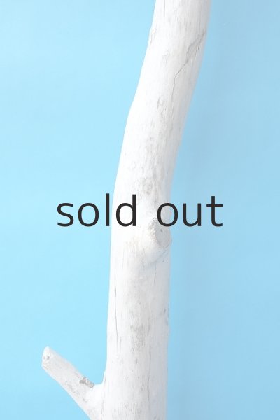 画像3: 大型　幹 (3)