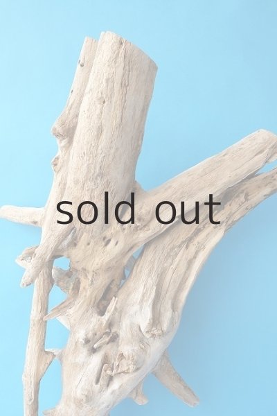 画像4: 大型　根 (4)