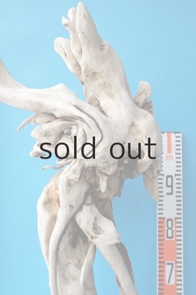 画像5: 大型　根 (5)