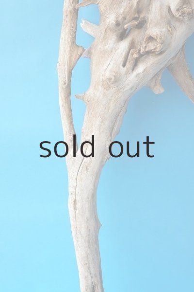 画像3: 大型　根 (3)