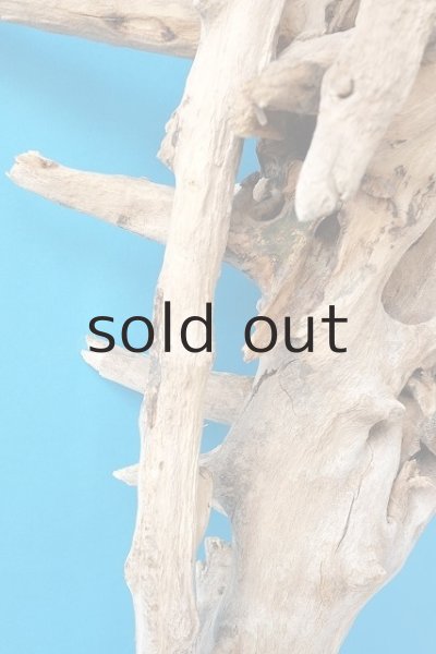 画像5: 大型　根 (5)