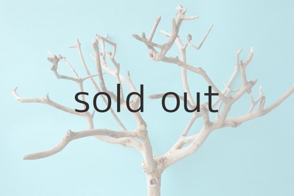 画像4: 枝流木 (4)