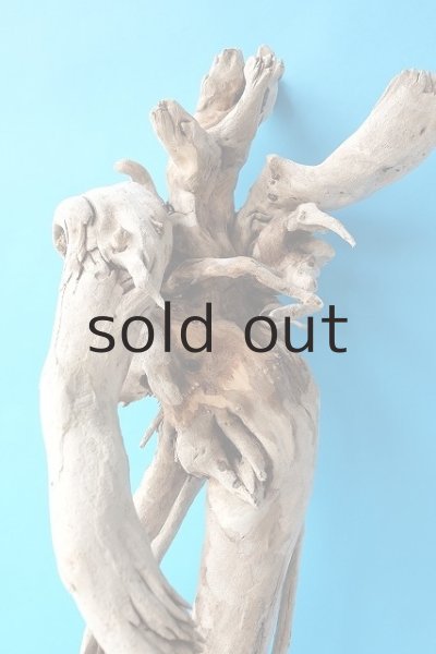 画像3: 大型　根 (3)