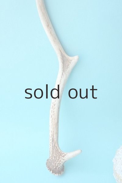 画像2: デコール用二ホンジカの角 (2)